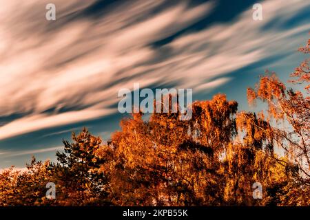An unusual and stunning abstract of moving white clouds against a blue sky.Towering brown leaved trees soar into the sky in this surreal image Stock Photo