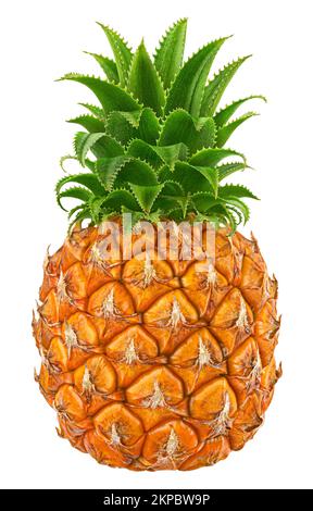 One pineapple isolated on white background, full depth of field Stock Photo
