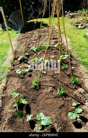 Freshly planted vegetable garden - John Gollop Stock Photo