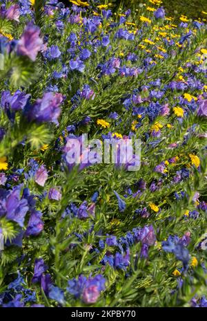 Close up of blue echium and yellow corn marigolds flowers in a mixed wildflower wildflowers meadow garden border in summer England UK Britain Stock Photo