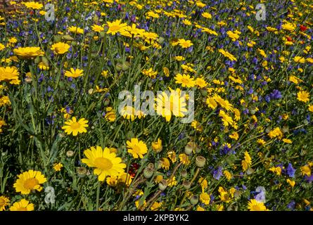Close up of yellow corn marigolds and blue echium flowers in a wildflower wildflowers meadow garden border in summer England UK Britain Stock Photo