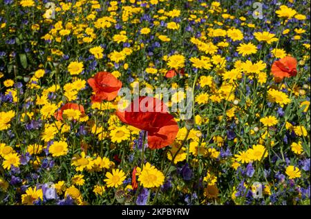 Close up of red poppy poppies and yellow corn marigolds flowers in a wildflower wildflowers meadow garden border in summer England UK Great Britain Stock Photo