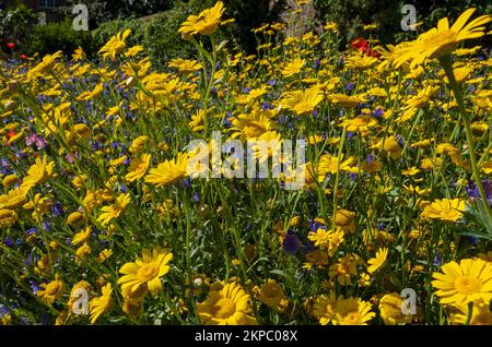 Close up of yellow corn marigolds and blue echium flowers in a wildflower wildflowers meadow garden border in summer England UK GB Great Britain Stock Photo