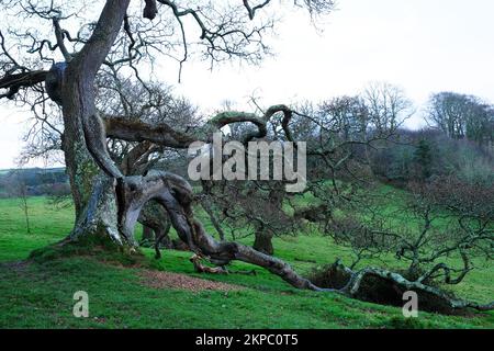 Trees in winter, Trelissick, Cornwall, UK - John Gollop Stock Photo