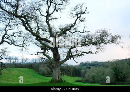 Trees in winter, Trelissick, Cornwall, UK - John Gollop Stock Photo