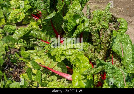 Close up of swiss chard plants plant leafy veg vegetable vegetables growing in the garden in summer England UK United Kingdom GB Great Britain Stock Photo