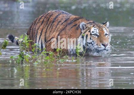 Stealth mode. A Tigress playfully stalks a male tiger, on a rainy wet day at Banham Zoo, Norfolk. Sussex, UK: THESE ACTION shots show a tigress rushin Stock Photo