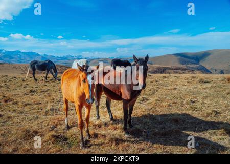 Horses grazing in the foothills of Mount Elbrus. Kabardino-Balkaria, Russia. A herd of horses grazes peacefully in a mountain valley Stock Photo