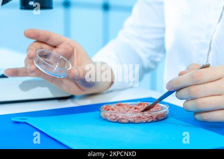 food quality inspection laboratory young woman examining minced meat sample in petri dishes Stock Photo