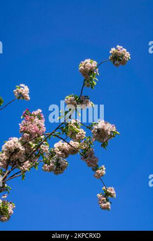Decorative apple tree Malus 'Van Eseltine‘ flowering in Pruhonice, Czech Republic on May 9, 2022.  (CTK Photo/Libor Sojka) Stock Photo