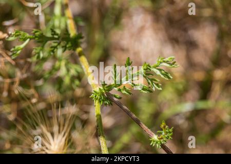 Anacyclus clavatus, White Buttons Plant Leaf Stock Photo