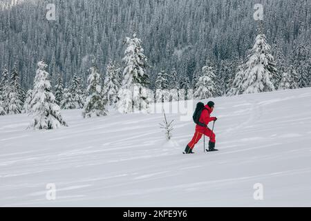 An active ski-tour hiker in red with a backpack on a winter trail among a snow covered spruce trees, an adrenaline outdoor freeride adventures Stock Photo