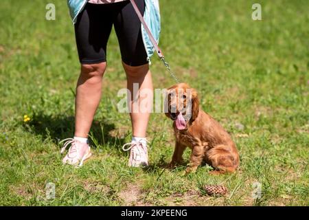 Puppy English Cocker Spaniel red color, sits on the green grass next to the mistress. High quality photo Stock Photo