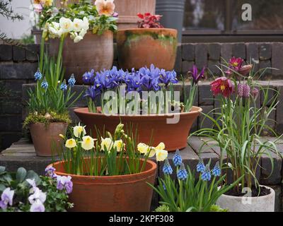 Spring bulbs in terracotta pots on brick steps Stock Photo