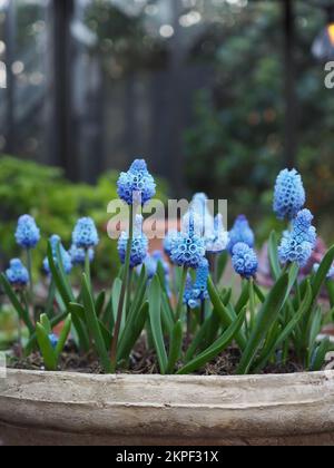 Close up of stripy blue Muscari azureum bulbs in flower in a rustic pot in a cottage garden in early spring Stock Photo