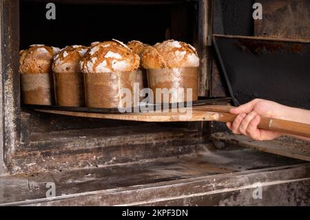 Baker taking out baked panettone from oven. High quality photography. Stock Photo