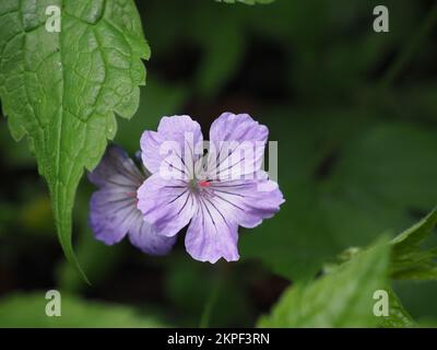 Close up of a Geranium nodosum (Knotted Cranesbill) flower surrounded by leaves against out of focus background Stock Photo