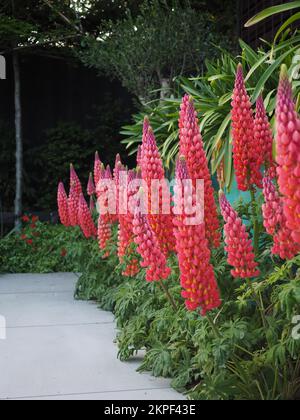 Garden border of Lupinus 'Terracotta' lupin plants in full bloom Stock Photo