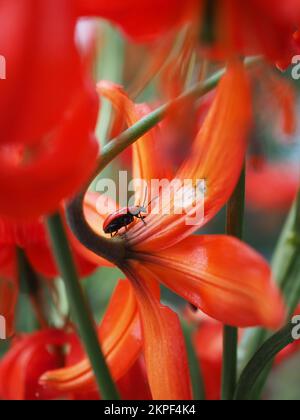 Scarlet lily beetle on a Lilium pumilum Stock Photo