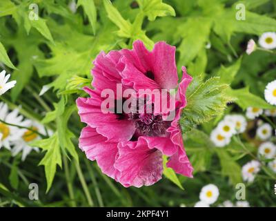 Close up of Papaver orientale 'Patty's Plum' poppy flower in cottage garden border Stock Photo