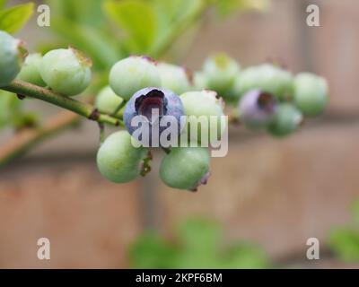 Ripening blueberries on the bush close up Stock Photo