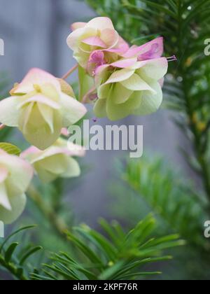 Origanum Kent Beauty Stock Photo