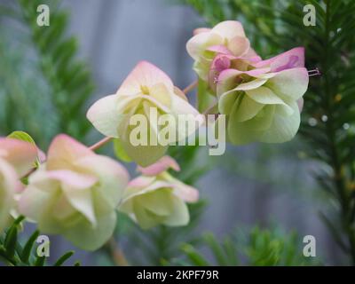 Origanum Kent Beauty Stock Photo