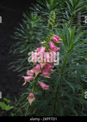 Digitalis x 'Foxlight Rose Ivory' in flower, dark background Stock Photo