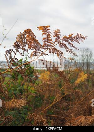 Frond of dried bracken against a cloudy sky Stock Photo