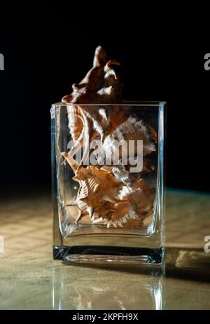 sea shells for ornamental decoration in glass jar on black background vertical Stock Photo