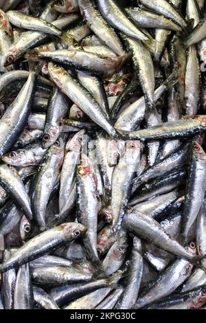 close up of freshly caught fresh sardines sold at the fish market - Background, texture, concept of healthy fish and rich in omega 3 Stock Photo