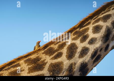 Giraffe (Giraffa camelopardalis) close-up side view of the animal's neck and Oxpecker bird. Chobe National Park, Botswana, Africa Stock Photo