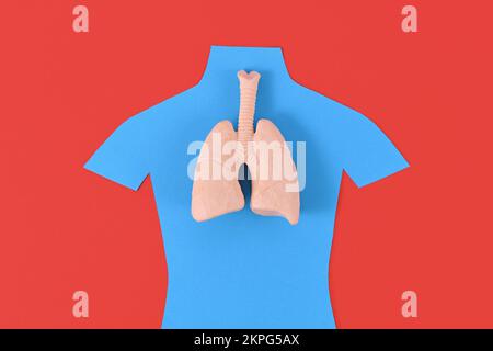 Lung organ model on blue person shaped silhouette Stock Photo