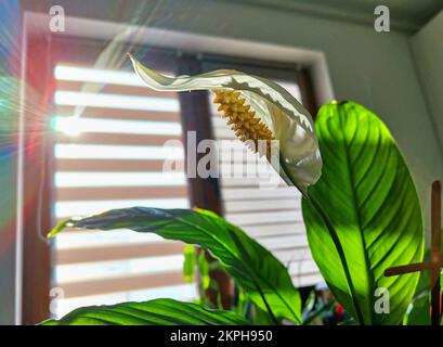 Spathiphyllum wallisii, commonly known as peace lily, white sails, or spathe flower Stock Photo