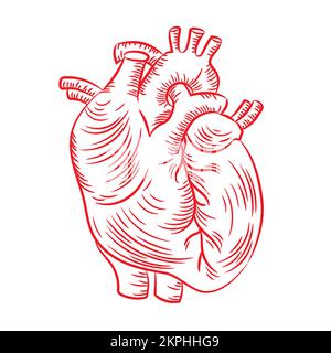 HEART ANATOMIC Structure Medicine Education Diagram Vector Scheme Human ...