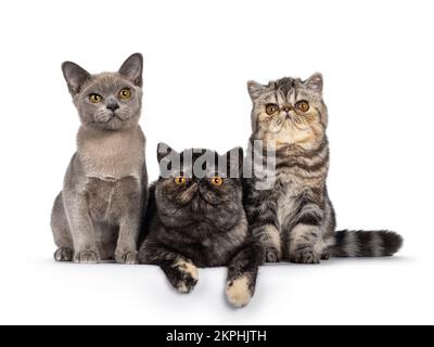 Row of 3 cute Exotic and Burmese cat kittensm sitting and laying beside each other on edge. Looking towards camera. Isolated on a white background. Stock Photo