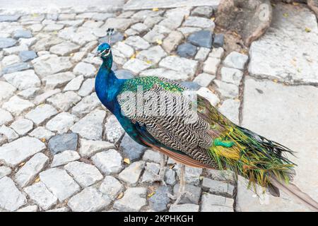Peacock walking in the city Stock Photo