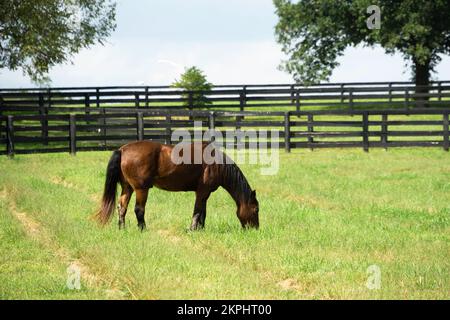 Horses on Farm in Lexington, KY Stock Photo