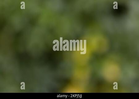 Completely blurred background with nice round bokeh in the natural colors green, light green and dark green from a picture of a green hedge Stock Photo