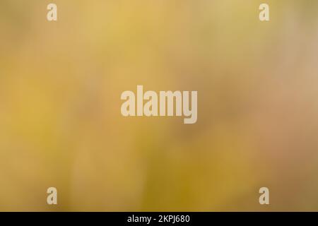Authentic saturated natural colors with a yellow and beige tone gradient from a very blurred photo in the garden as a background Stock Photo