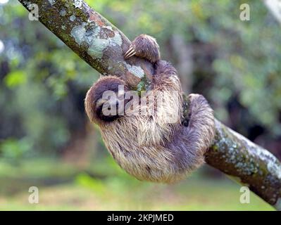 A three-toed sloth hanging from a tree branch in a rain forest in Eastern Costa Rica. Stock Photo