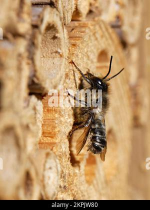 Wood-carving leafcutter bee (Megachile ligniseca) male resting on an insect hotel as it searches for females, Wiltshire garden, UK, July. Stock Photo