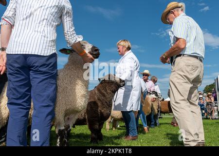 Showing sheep at the Westmorland Show held near Kendal in Cumbria in September. Stock Photo