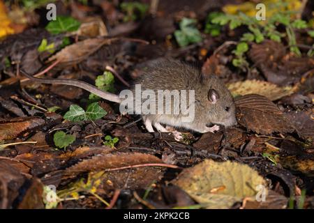 Young Brown (Common Sewer Hanover Norway Norwegian Wharf) Rat (Rattus norvegicus) Norfolk GB UK Novmeber 2022 Stock Photo