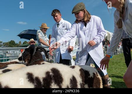 Showing sheep at the Westmorland Show held near Kendal in Cumbria in September. Stock Photo