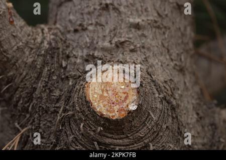 Tree sap coming out of cut branches of a pine tree. Concept of environment and trees. Stock Photo