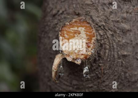 Tree sap coming out of cut branches of a pine tree. Concept of environment and trees. Stock Photo