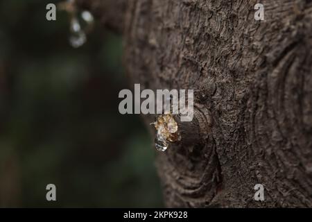 Tree sap coming out of cut branches of a pine tree. Concept of environment and trees. Stock Photo