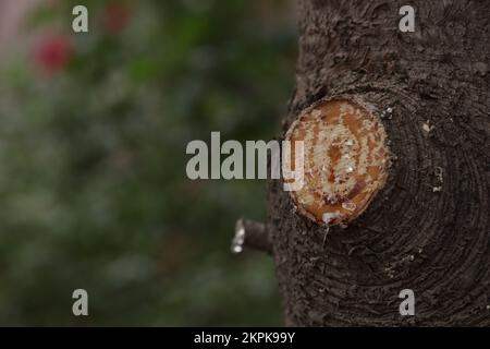 Tree sap coming out of cut branches of a pine tree. Concept of environment and trees. Stock Photo