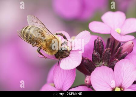 Natural colorful purple closeup of a honey bee drinking nectar from a pink Wallflower, Erisymum cheiri Stock Photo